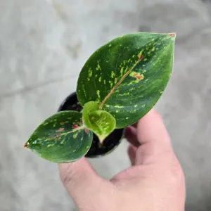 Aglaonema 'Yan Huo' - 2"
