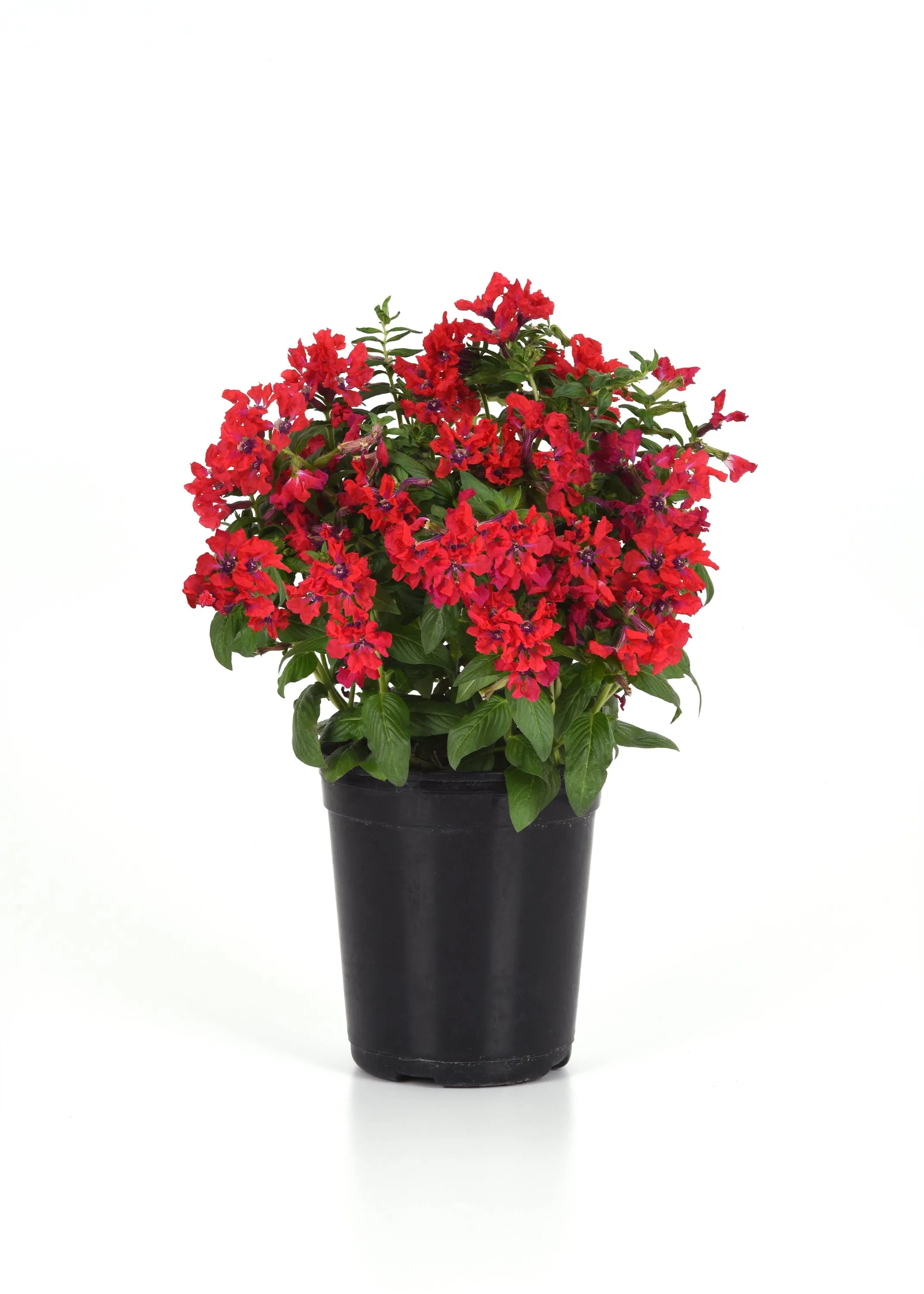 Cuphea Sweet Talk Red Seeds
