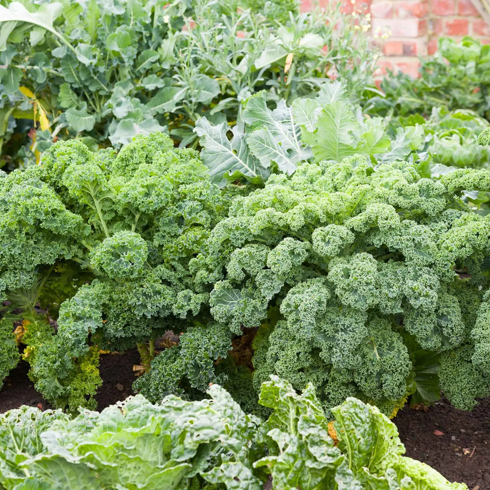 Kale Seeds - Blue Curled Scotch / Vates