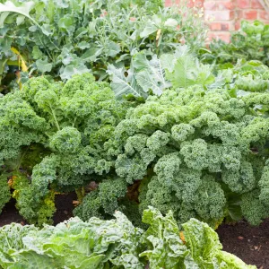 Kale Seeds - Blue Curled Scotch / Vates