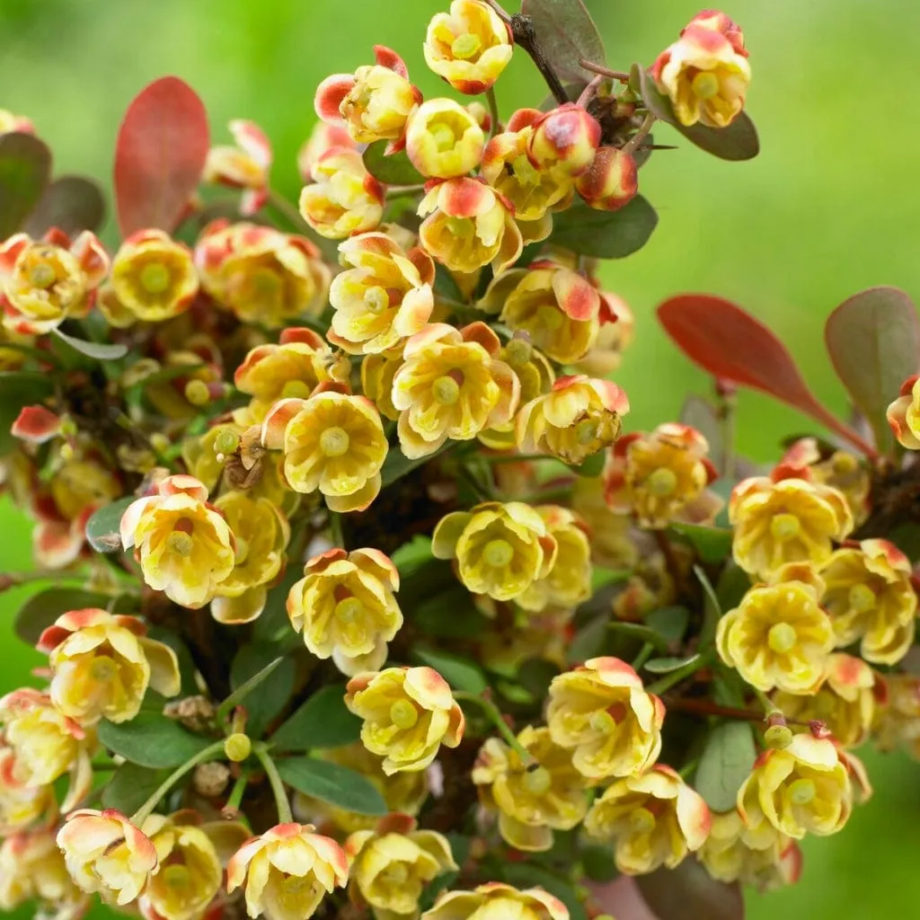 Purple Japanese Barberry Hedging | Berberis thunbergii 'Atropurpurea'