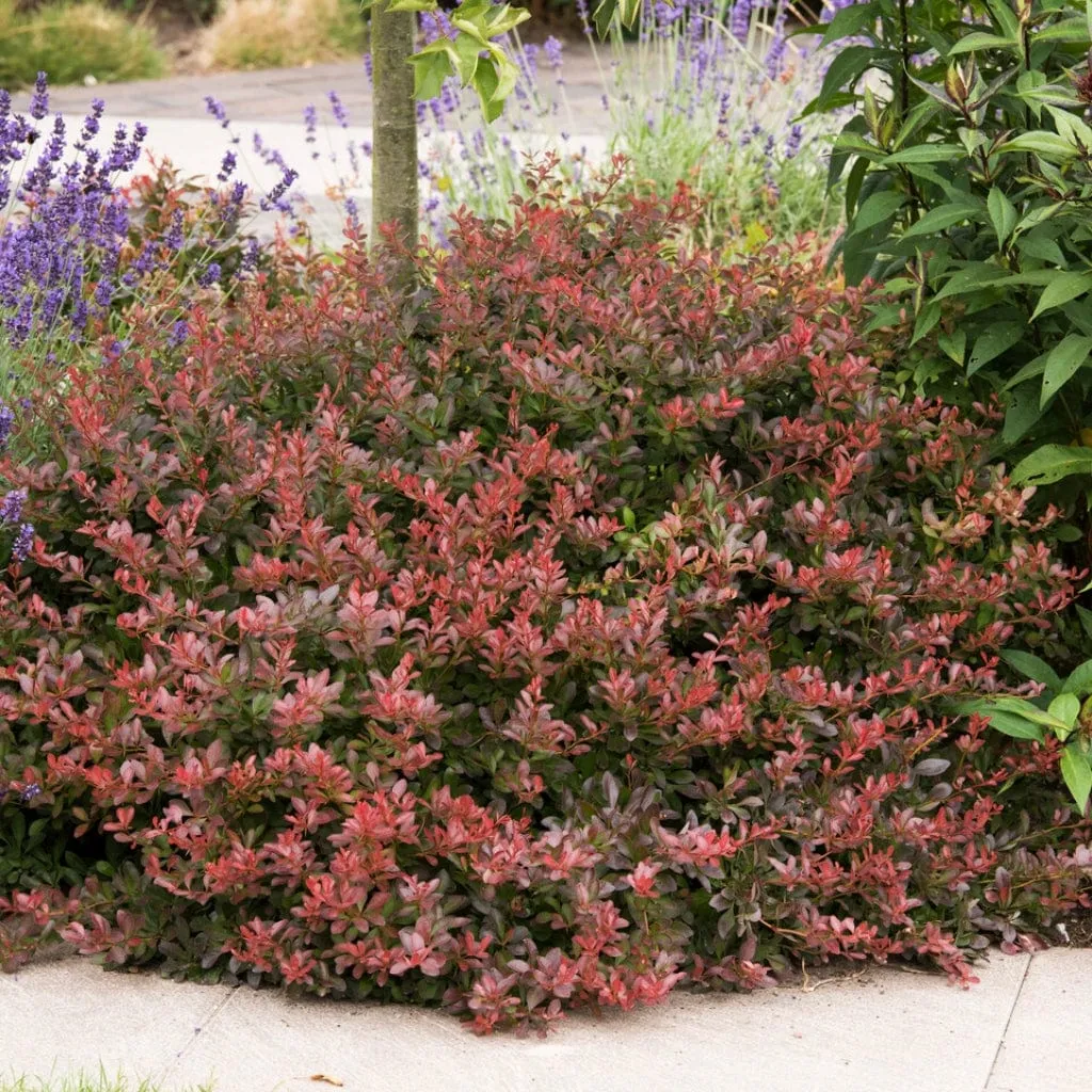 Purple Japanese Barberry Hedging | Berberis thunbergii 'Atropurpurea'