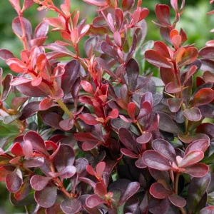 Purple Japanese Barberry Hedging | Berberis thunbergii 'Atropurpurea'