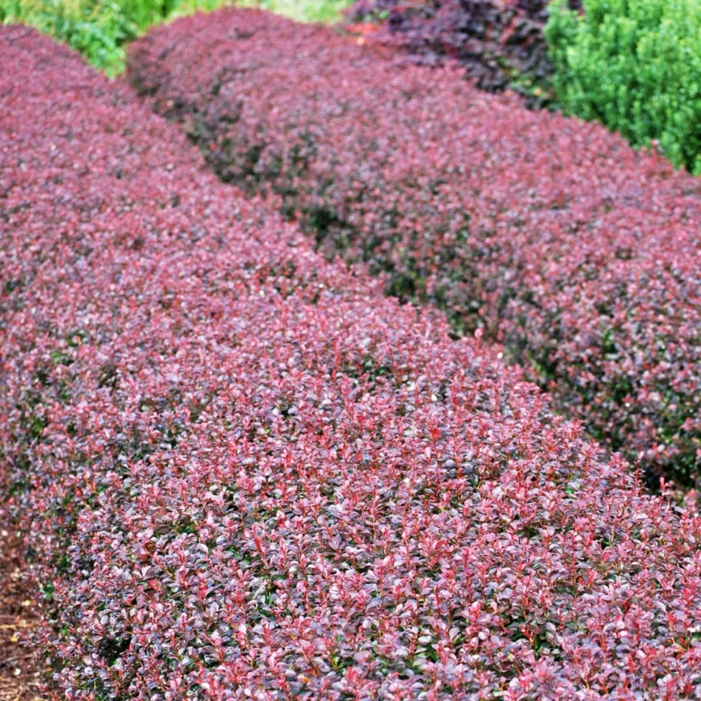 Purple Japanese Barberry Hedging | Berberis thunbergii 'Atropurpurea'