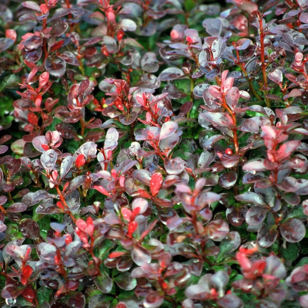 Purple Japanese Barberry Hedging | Berberis thunbergii 'Atropurpurea'